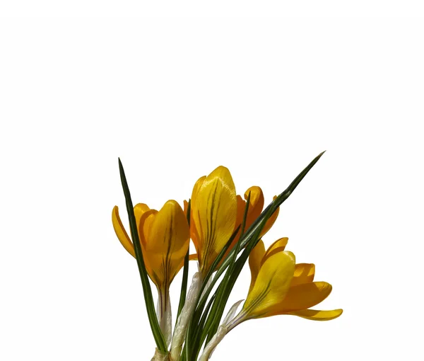 Žluté květy šafrán, samostatný — Stock fotografie