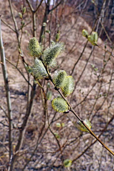 Gren av en blommande willow — Stockfoto