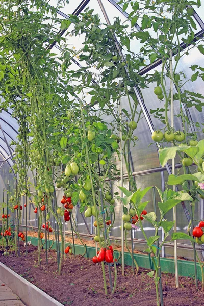 Tomates vermelhos e verdes amadurecendo no mato em uma estufa — Fotografia de Stock