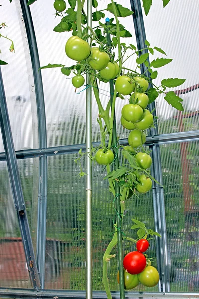 Tomates rojos y verdes madurando en el arbusto en un invernadero — Foto de Stock