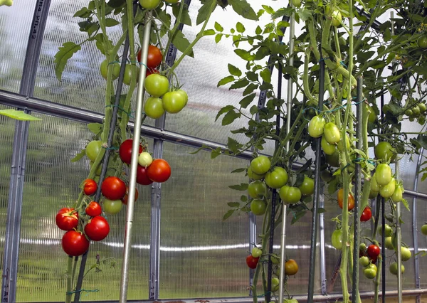 Rote und grüne Tomaten reifen am Strauch in einem Gewächshaus — Stockfoto