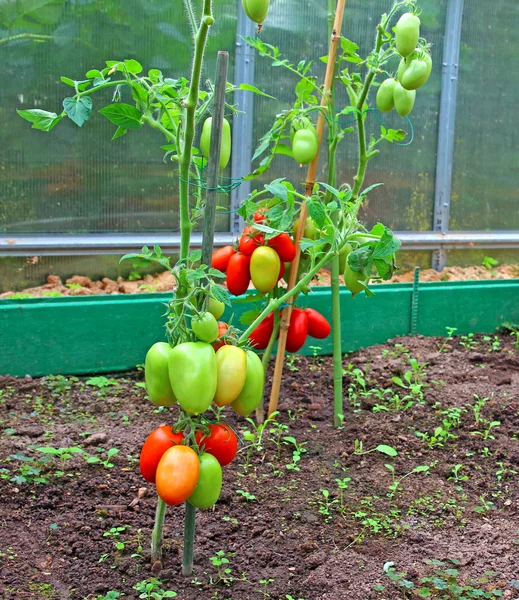 Tomates rojos y verdes madurando en el arbusto en un invernadero —  Fotos de Stock