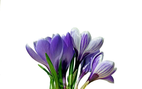 分離されたクロッカスの紫色の花 — ストック写真
