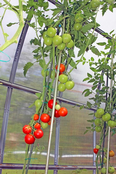 Punaiset ja vihreät tomaatit kypsyvät pensaassa kasvihuoneessa — kuvapankkivalokuva