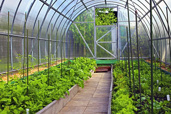 Plantaardige kassen gemaakt van transparant polycarbonaat — Stockfoto