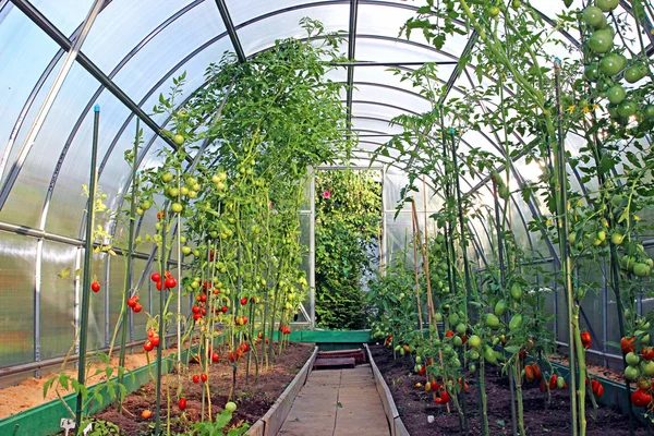 Tomat merah dan hijau matang di semak-semak di rumah kaca — Stok Foto