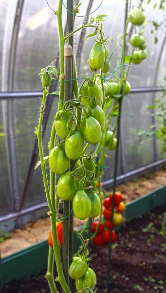 Rote und grüne Tomaten reifen am Strauch in einem Gewächshaus — Stockfoto