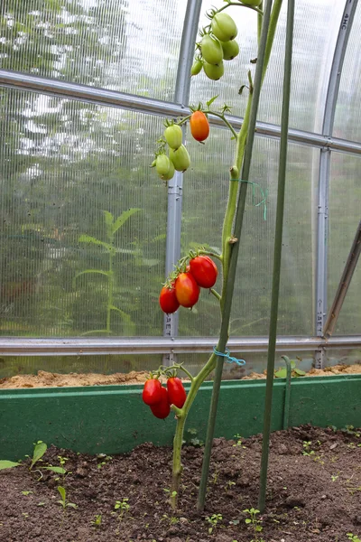 Red and green tomatoes ripening on the bush in a greenhouse — Stock Photo, Image