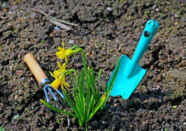 Flores narcisos amarillos y herramientas de jardín — Foto de Stock