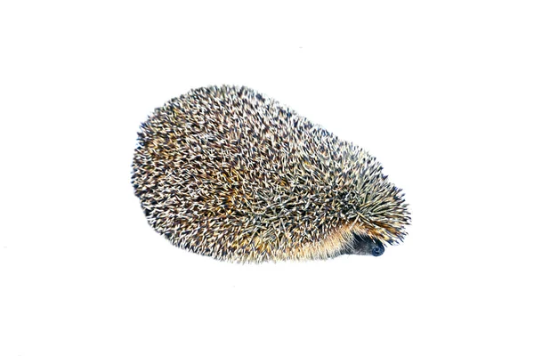 Forest wild hedgehog isolated — Stock Photo, Image