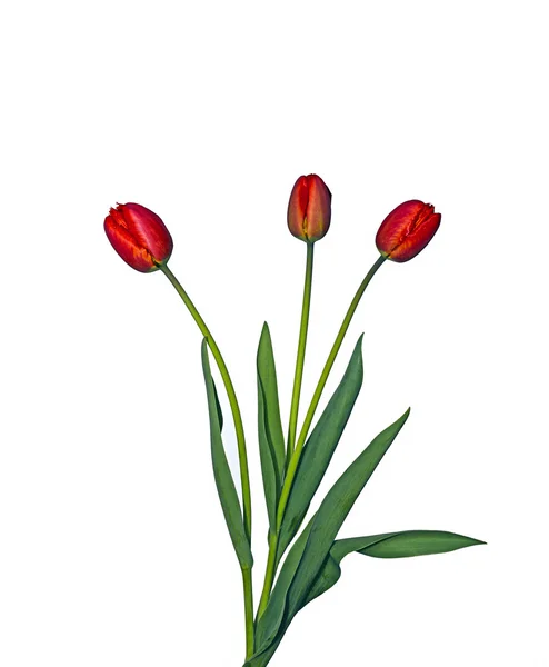 Három piros tulipán csokor — Stock Fotó