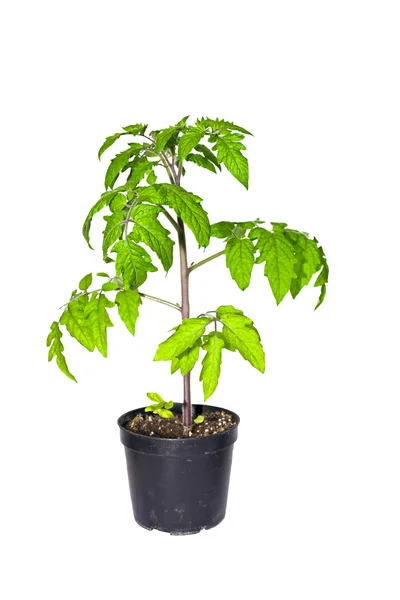 Tomatenplant in een pot geïsoleerd — Stockfoto