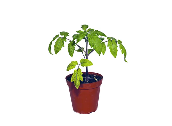 Tomatenplant in een pot geïsoleerd — Stockfoto