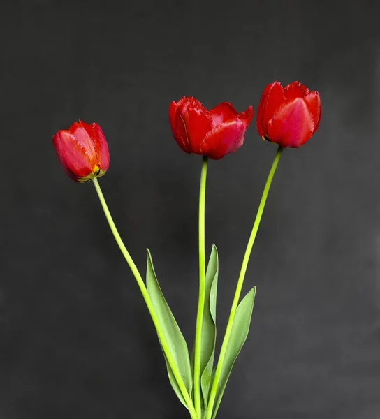 3 つの赤いチューリップの花束 — ストック写真