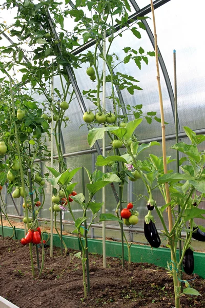 Красные и зеленые помидоры и баклажаны, созревающие на кусте — стоковое фото