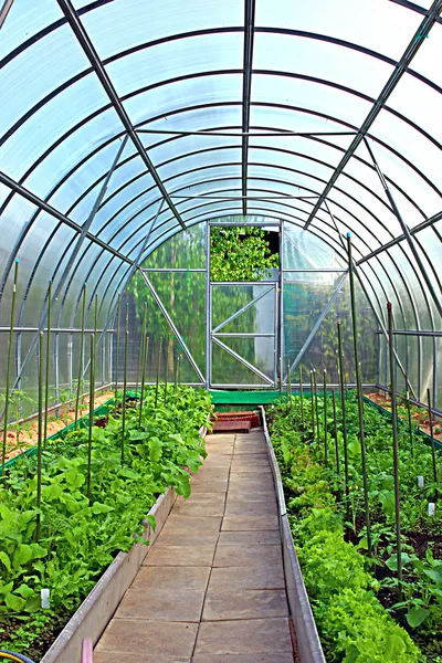 투명 폴 리 카보 네이트로 만든 야채 온실 — 스톡 사진