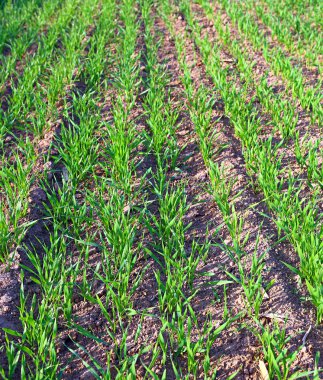 birçok genç fidan çavdar 