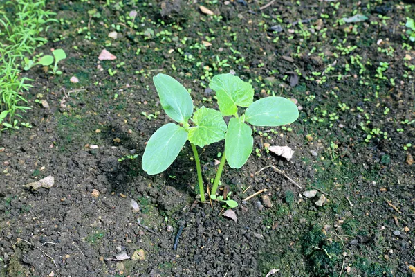 Sementes de pepino — Fotografia de Stock