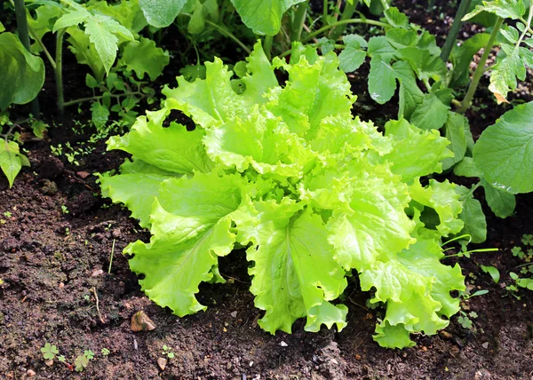 Planta de lechuga corrugada —  Fotos de Stock