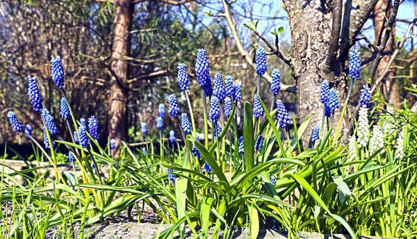 Blauwe Muscari bloemen — Stockfoto