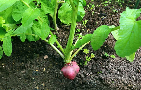 Ripe round red radish — Stock Photo, Image