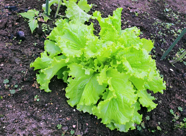 Corrugated lettuce plant — Stock Photo, Image