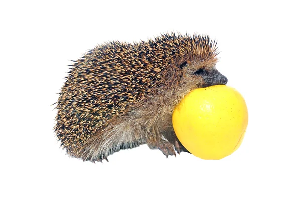 Forest wild hedgehog with yellow apple isolated — Stock Photo, Image