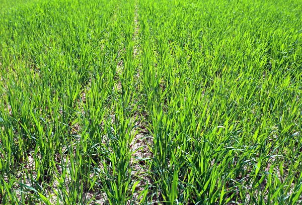 Many young seedlings of green grass — Stock Photo, Image