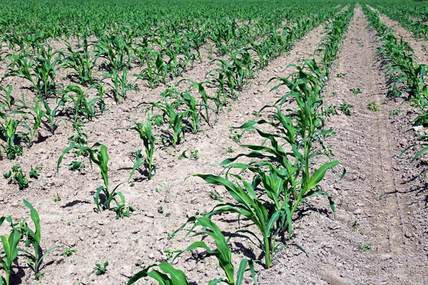 Plántulas de maíz jóvenes en el campo — Foto de Stock