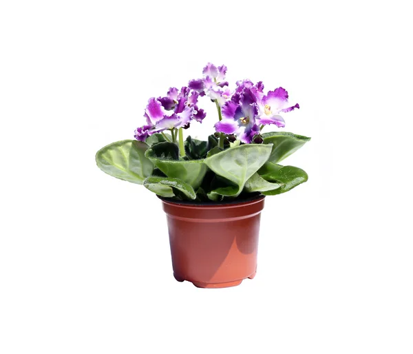 Blossoming violets in flowerpot isolated — Stock Photo, Image