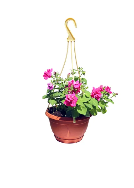 ペチュニアのピンクの花と植木鉢のハンギング — ストック写真