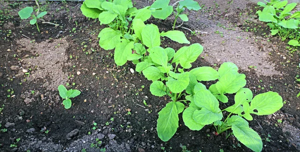 Młode sadzonki rzodkiewki i ogórek w ogrodzie — Zdjęcie stockowe