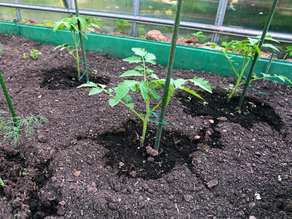 Молоді рослини помідорів в садовому ліжку — стокове фото