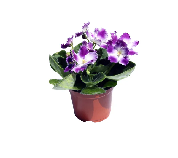 Blossoming violets in flowerpot isolated — Stock Photo, Image