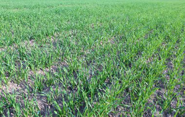 veel jonge zaailingen van groen gras