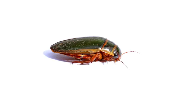 Большой коричневый жук — стоковое фото