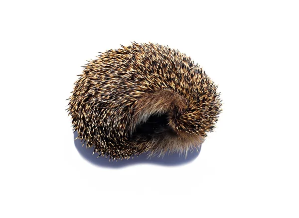 Forest wild hedgehog isolated — Stock Photo, Image