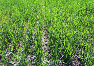 veel jonge zaailingen van groen gras