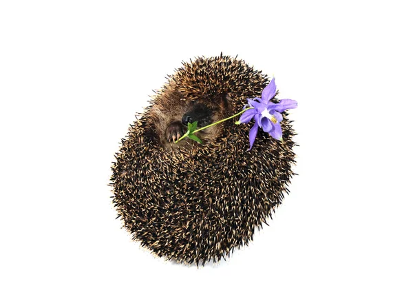 Forest wild hedgehog isolated — Stock Photo, Image