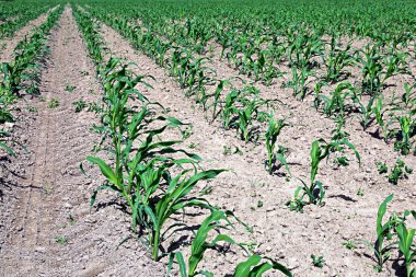 alanında genç Mısır fidan