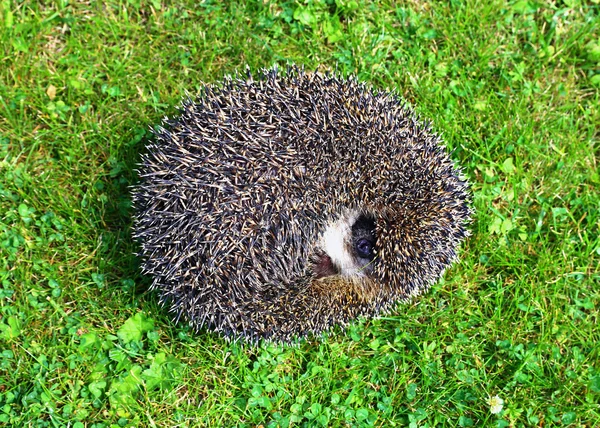 Forest wild hedgehog — Stock Photo, Image