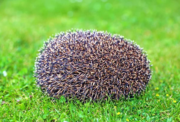 Forest wild hedgehog — Stock Photo, Image