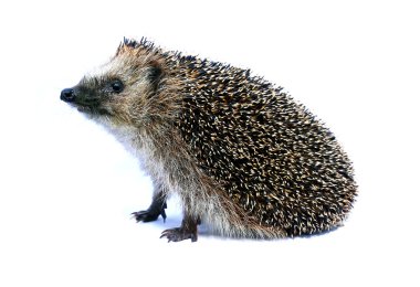 Forest hedgehog sitting clipart