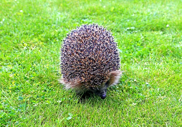 Forest wild hedgehog — Stock Photo, Image