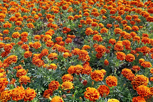Lot of bright orange marigold — Stock Photo, Image