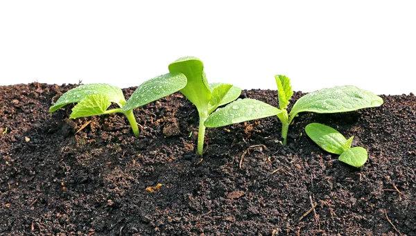 Plántulas jóvenes de primer plano de pepino aisladas — Foto de Stock