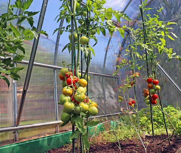 Rote und grüne Tomaten reifen am Strauch in einem Gewächshaus — Stockfoto