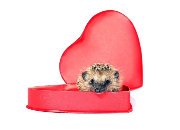Klein bos Egel in een rode giftdoos in hart vorm — Stockfoto