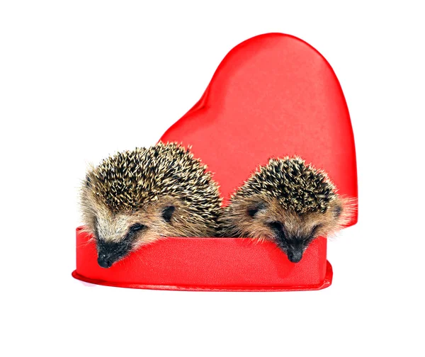 Two small forest hedgehogs in a red gift box in heart shape — Stock Photo, Image