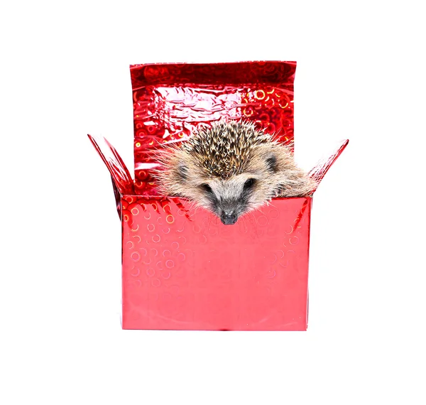 Pequeno ouriço em uma caixa de presente — Fotografia de Stock